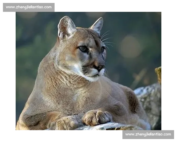 拉姆塞与纳瓦斯加盟美洲狮,重塑墨西哥足坛格局 拉姆塞与纳瓦斯加盟美洲狮,重塑墨西哥足坛格局